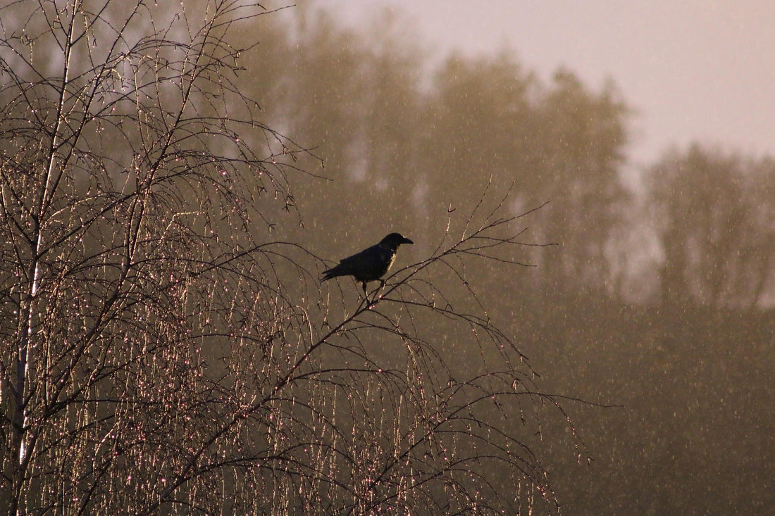 Poetry for Grief