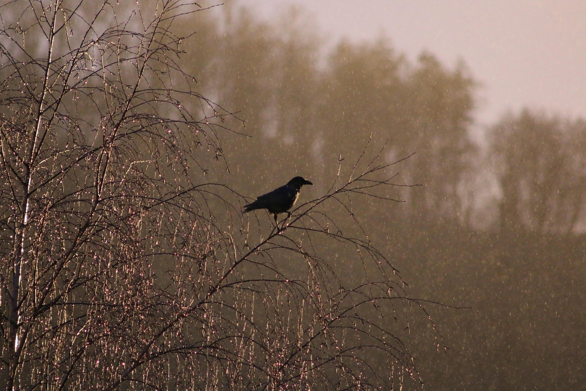 Poetry for Grief